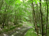 Belvedere Wood - SOLD