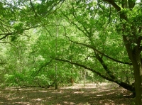 Blackdog Wood