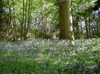 Bluebell Wood - SOLD