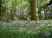 Bluebell Wood