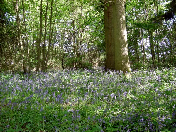 Bluebell Wood - SOLD