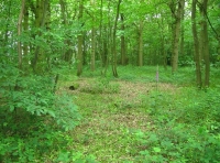 Bluebell Wood