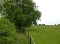 View south from Bluebell Wood