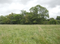 Bolt Meadow