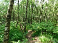 Bowyer Wood - SOLD