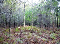 Brace Wood - SOLD