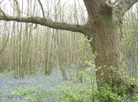 Brake Wood - SOLD