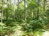 Broad Arrow Wood - SOLD