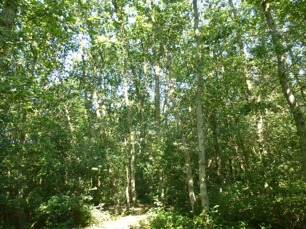 Broad Ash Wood - SOLD