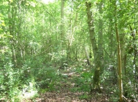 Broad Ash Wood - SOLD