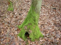 A mossy home?