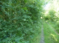 Broad Ash Wood - SOLD