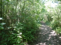 Broad Ash Wood - SOLD