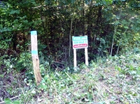 Broad Ash Wood - SOLD