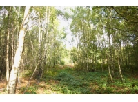 Broadhead Wood - SOLD
