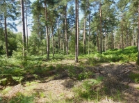 Broadview Wood - SOLD