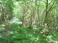 Cask Wood