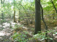Cathedral Wood - SOLD