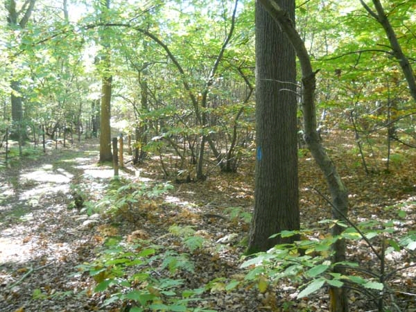 Cathedral Wood - SOLD