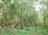 Cathedral Wood - SOLD