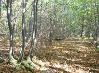Cathedral Wood - SOLD