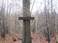 Cathedral Wood - SOLD
