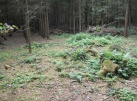 Cathedral Wood - SOLD