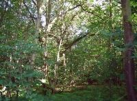 Cats Wood