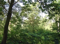 Cats Wood - SOLD photo 2