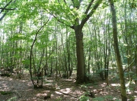 Channel Wood