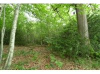 Cheyney Wood - SOLD