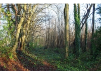 Chute Wood - SOLD