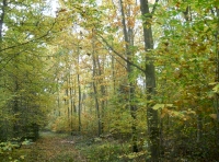 Cluster Wood - SOLD