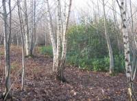 Copper Wood