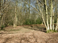 Crescent Pond Wood - SOLD photo 2