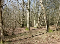 Crescent Pond Wood - SOLD photo 3