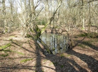 Crescent Pond Wood - SOLD photo 4
