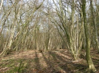 Cricket Wood - SOLD photo 2