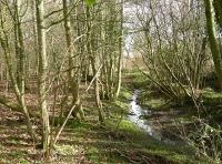 Cricket Wood - SOLD photo 3