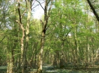 Davids Wood - SOLD