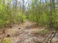 Deep Ash Wood
