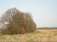 Dene Field photo 2