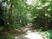 Dovetail Wood - SOLD