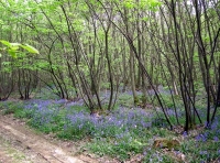 Dovetail Wood - SOLD photo 2