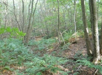 Dray Wood - SOLD