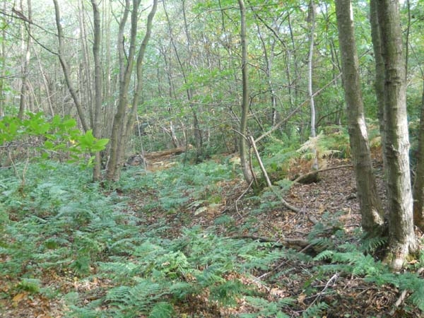 Dray Wood - SOLD