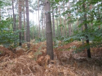 Dray Wood - SOLD