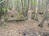 Dray Wood - SOLD