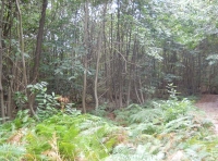 Dray Wood - SOLD