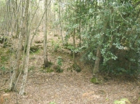 Dray Wood - SOLD